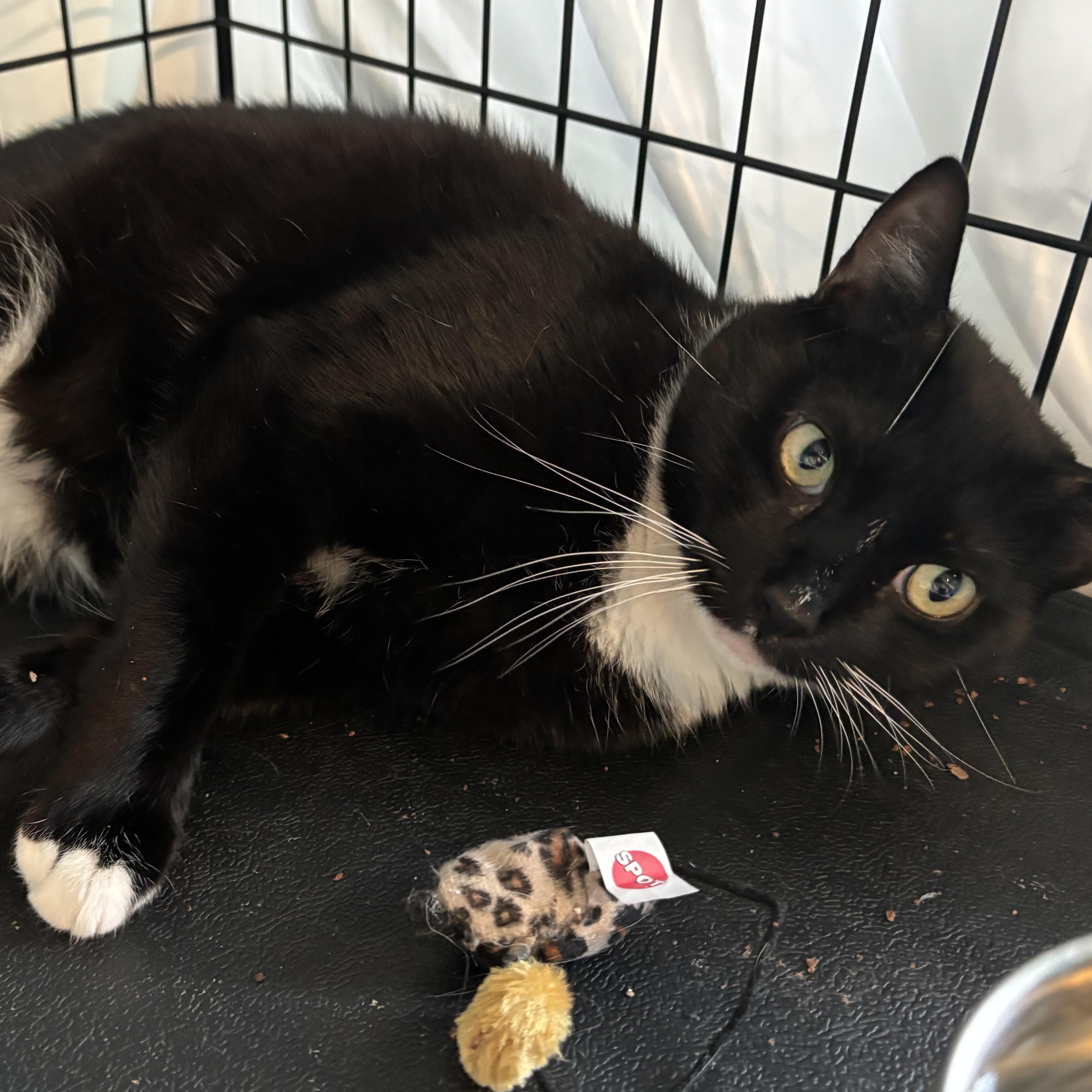 Enlarge Avery, a Adoptable Domestic Short Hair in Closter, NJ image 5/6