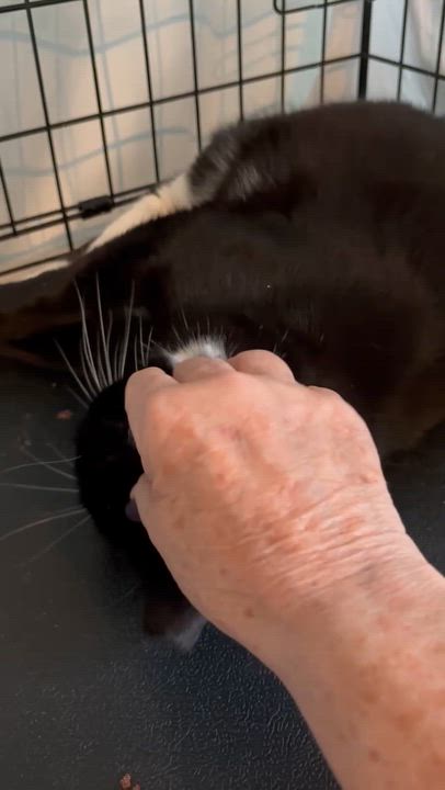 Enlarge Avery, a Adoptable Domestic Short Hair in Closter, NJ video 2/6