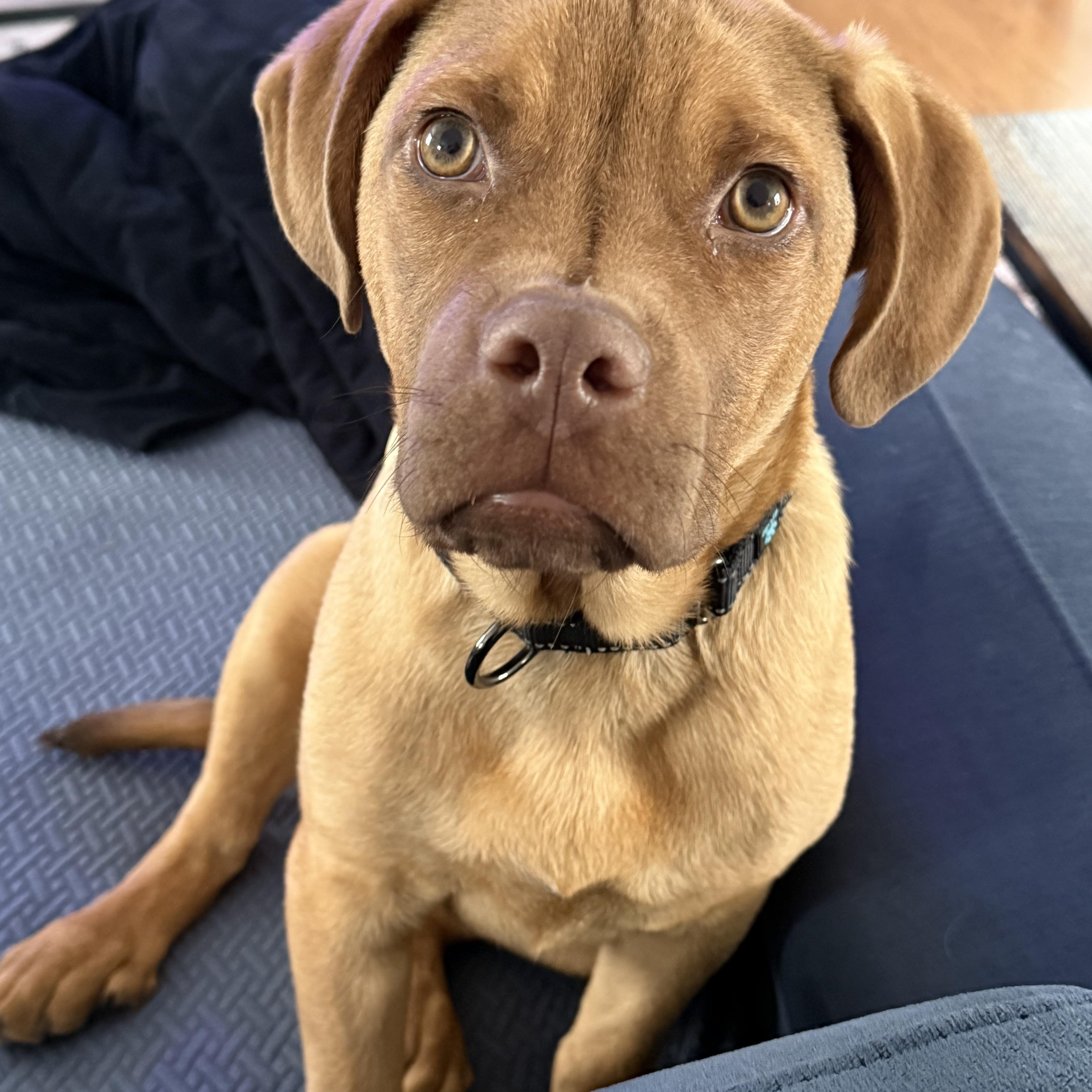 Chamberlain , adopted, Puppy Male Yellow Labrador Retriever & Mastiff.