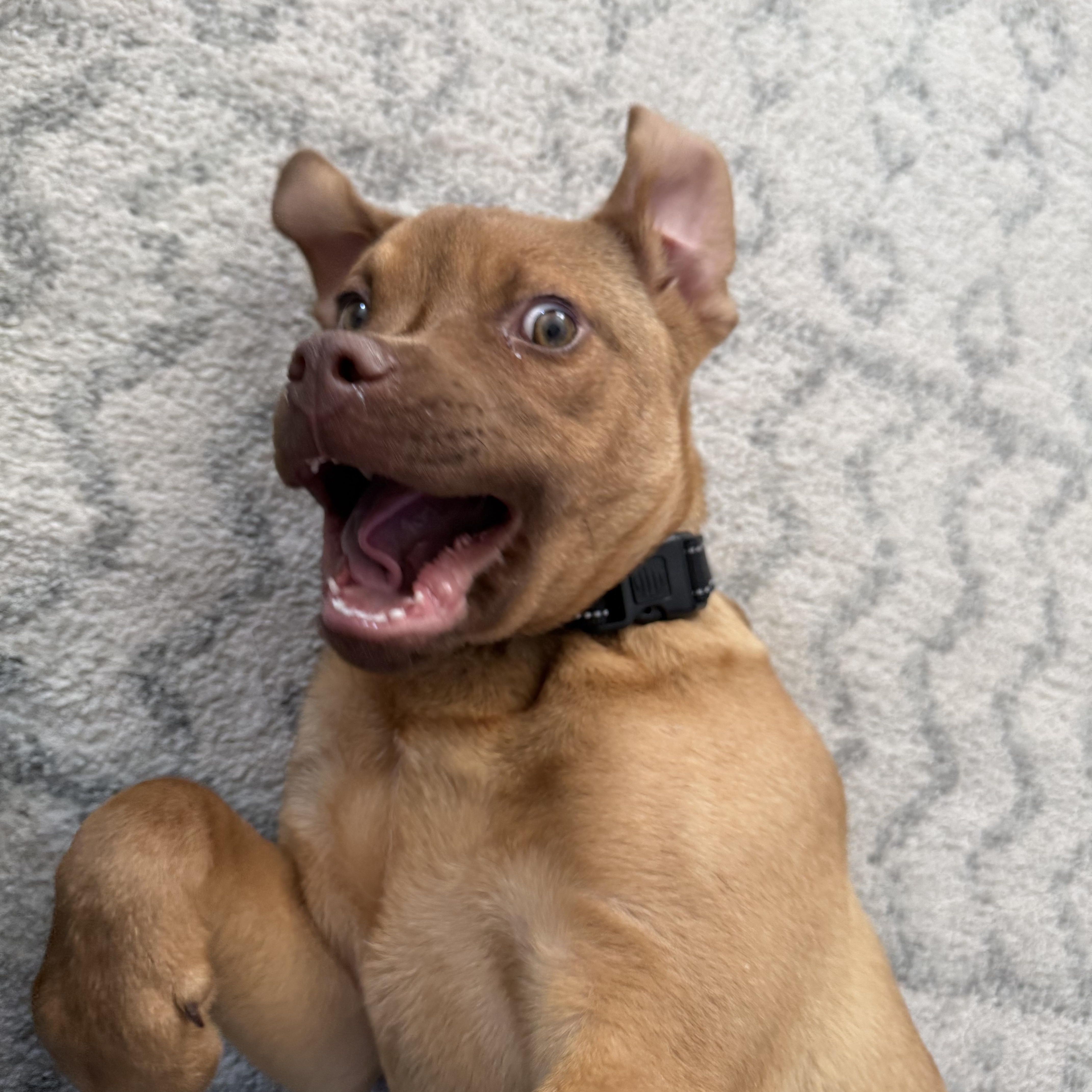 Enlarge Chamberlain , an adopted mixed breed in Billerica, MA image 3/6