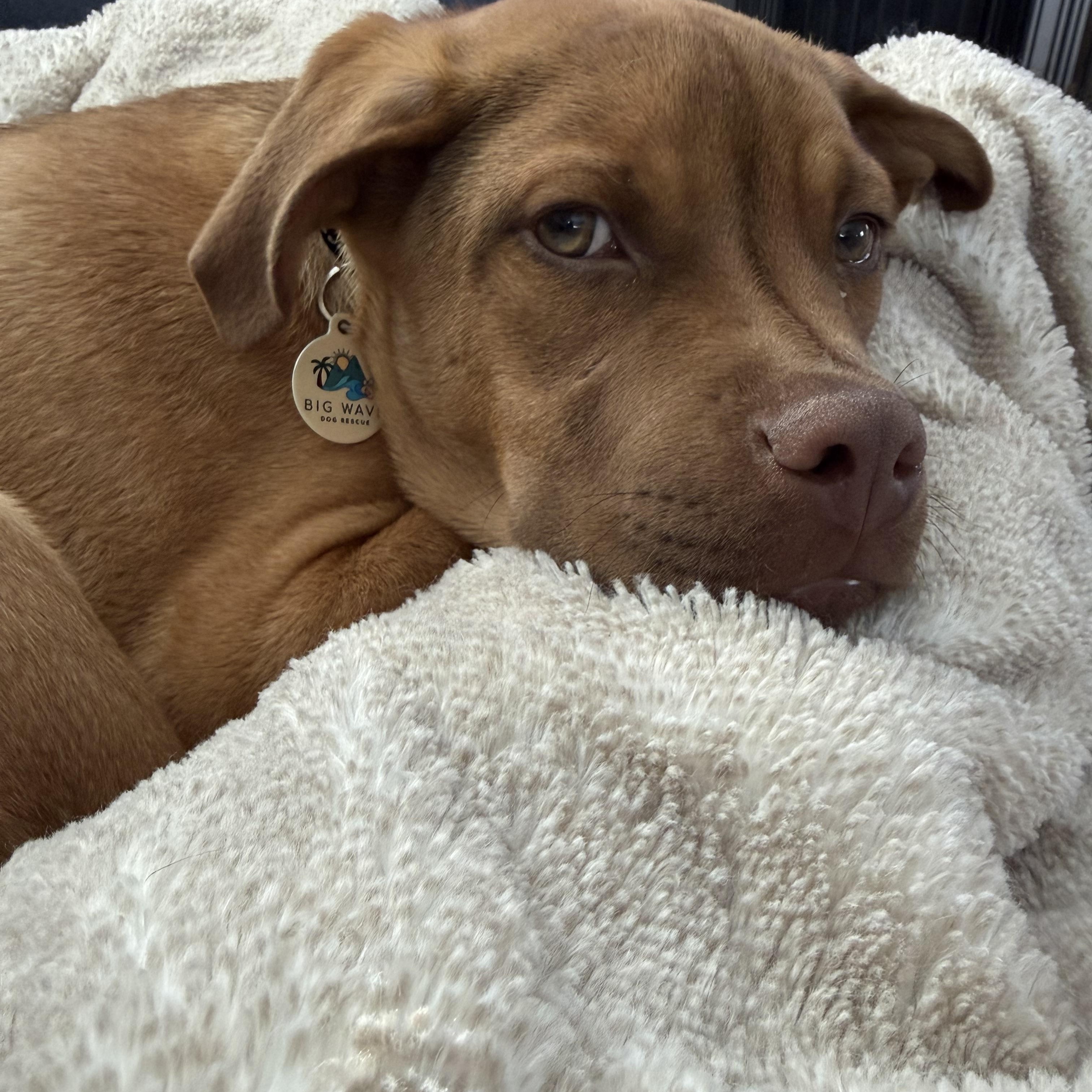 Enlarge Chamberlain , an adopted mixed breed in Billerica, MA image 4/6