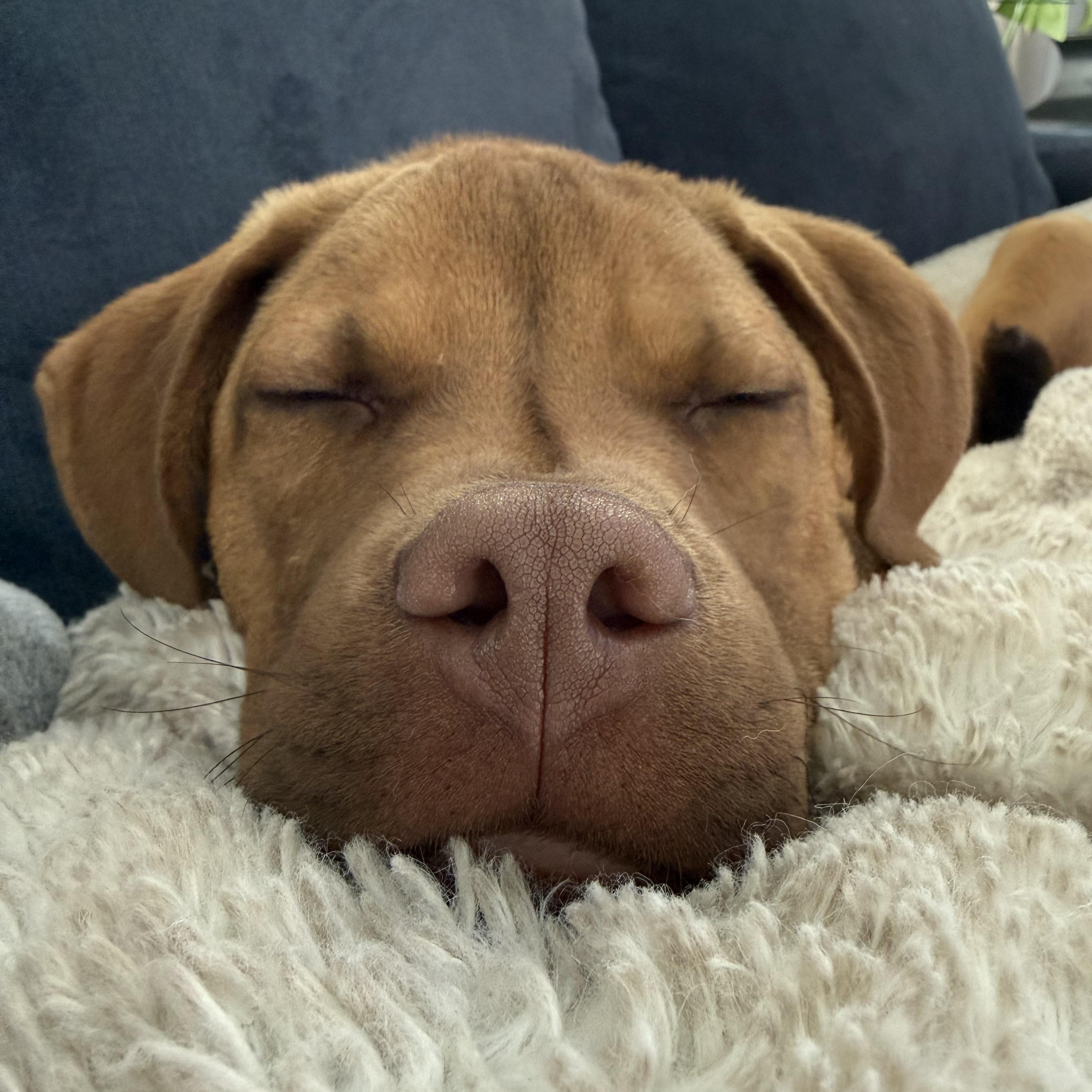 Enlarge Chamberlain , an adopted mixed breed in Billerica, MA image 5/6