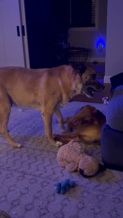 Enlarge Chamberlain , an adopted mixed breed in Billerica, MA video 2/6