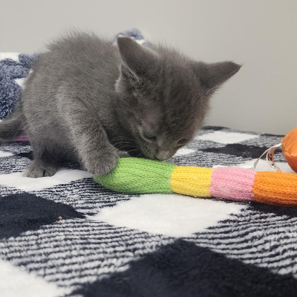 Momo, Adoptable, Kitten Male Domestic Short Hair.
