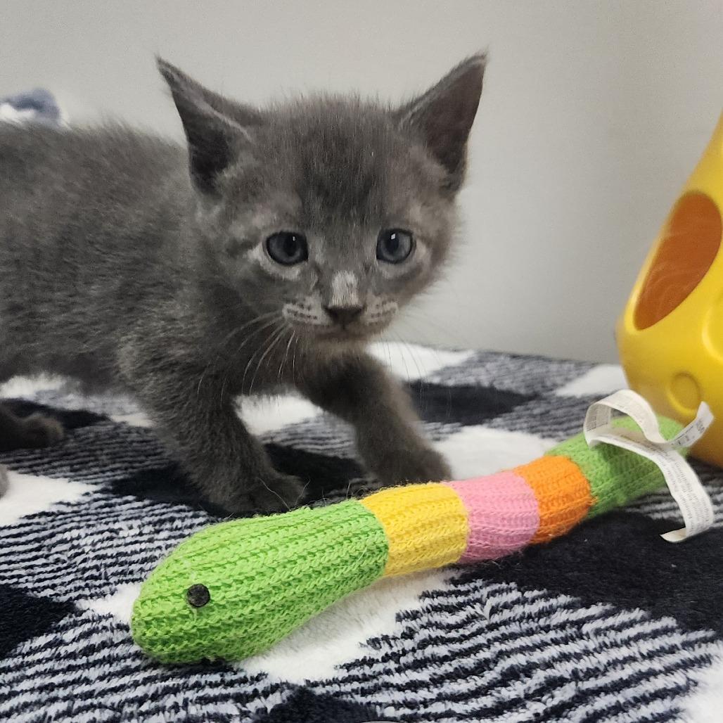 Momo, a Adoptable Domestic Short Hair in Toledo, OH image 2/3