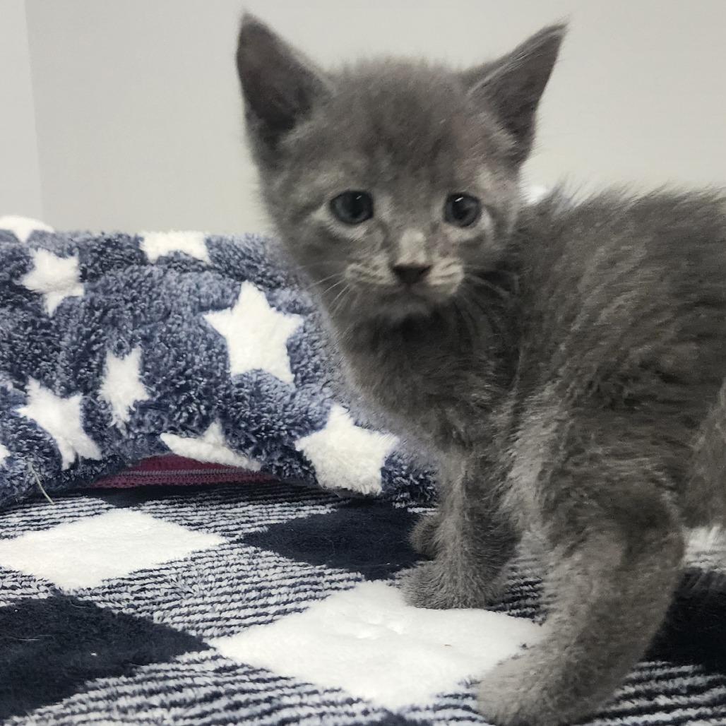 Momo, a Adoptable Domestic Short Hair in Toledo, OH image 3/3