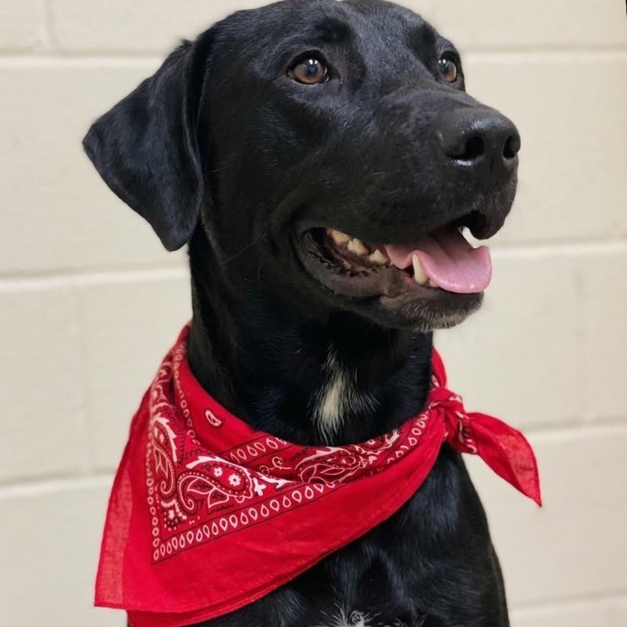 Junebug, Adoptable, Adult Male Black Labrador Retriever & Mixed Breed.