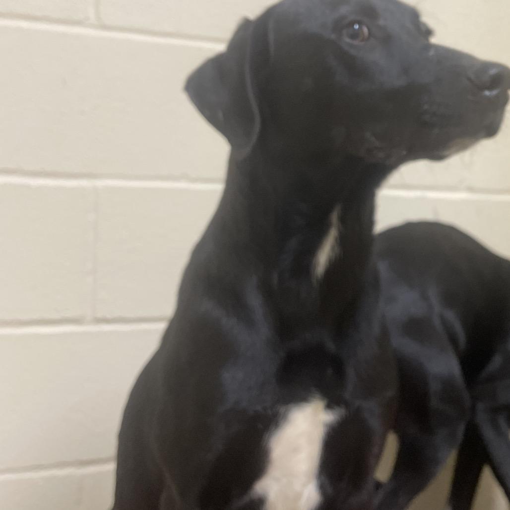 Enlarge Junebug, a Adoptable mixed breed in Palestine, TX image 2/2