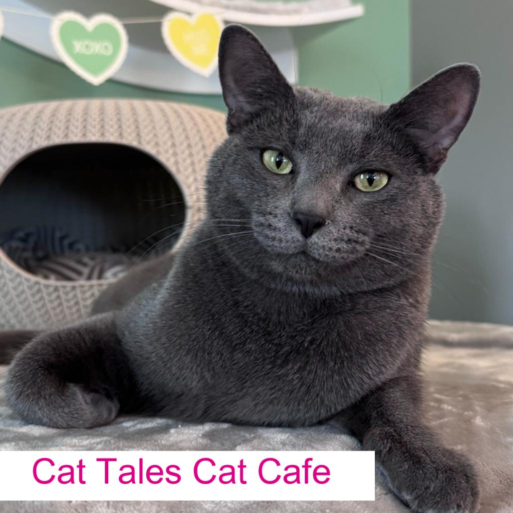 Tobias, Adoptable, Adult Male Domestic Short Hair.