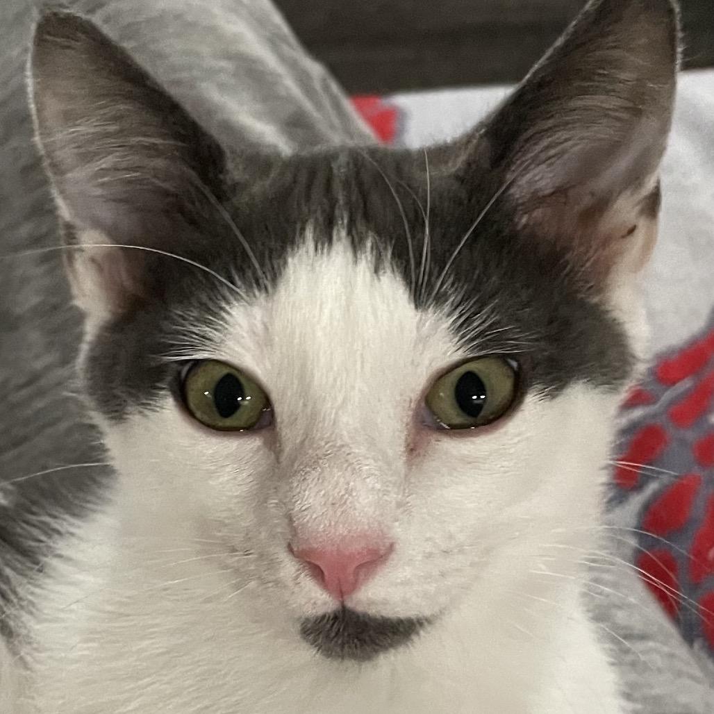 Rocky, Adoptable, Young Male Domestic Short Hair.