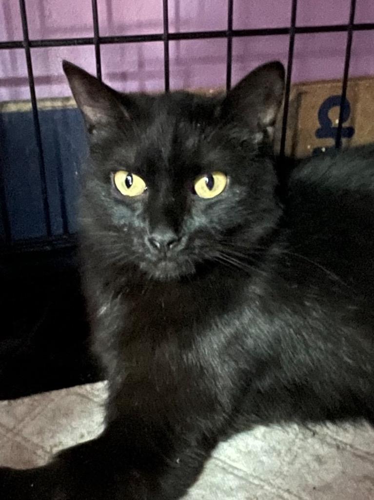 CORALINE, Adoptable, Young Female Domestic Short Hair.