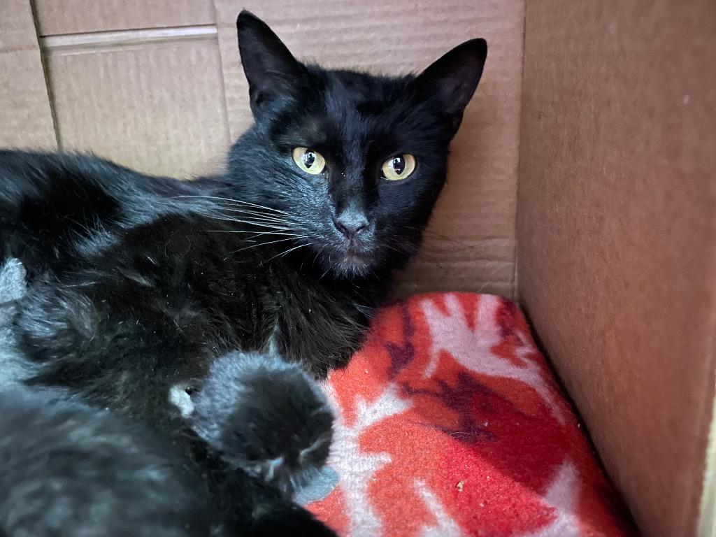 CORALINE, a Adoptable mixed breed in Newaygo, MI image 2/2