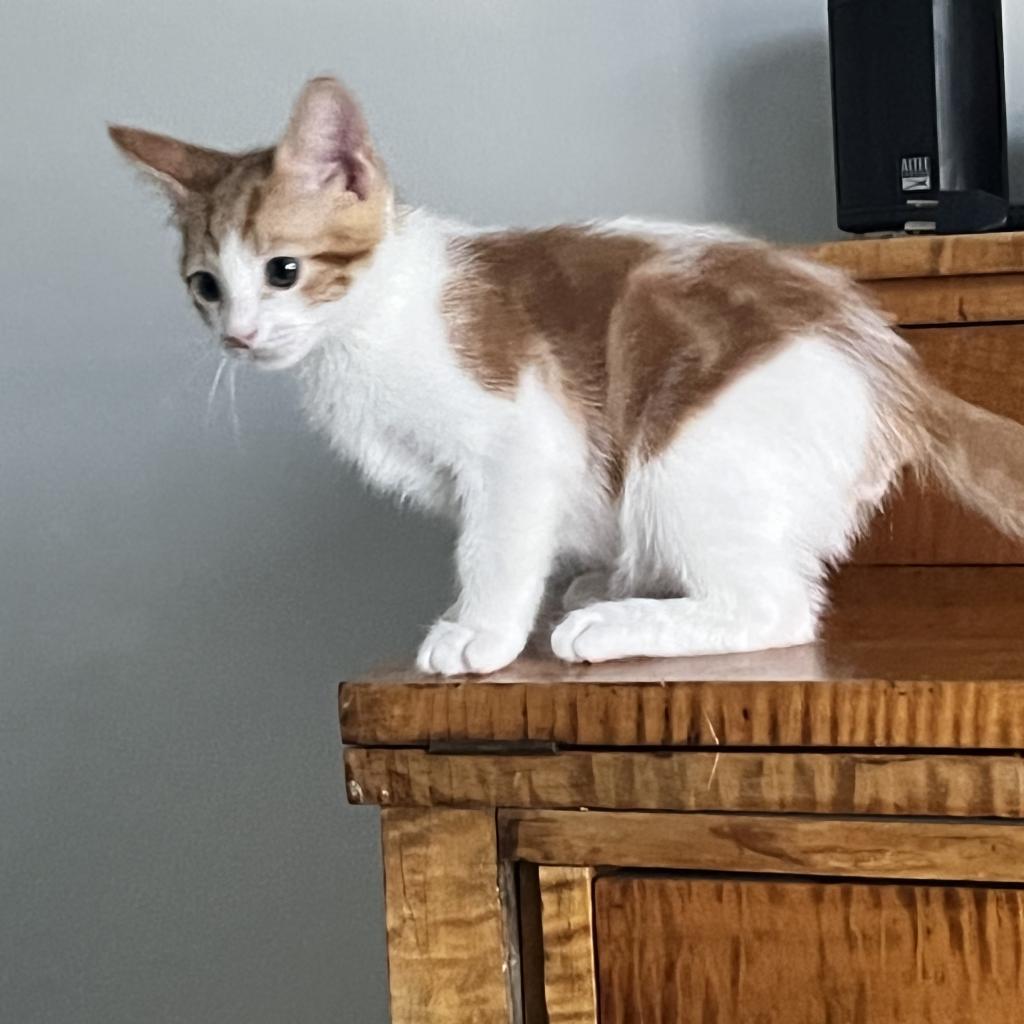 Enlarge Captain Butler, a Adoptable Domestic Short Hair in Ponte Vedra Beach, FL image 1/6