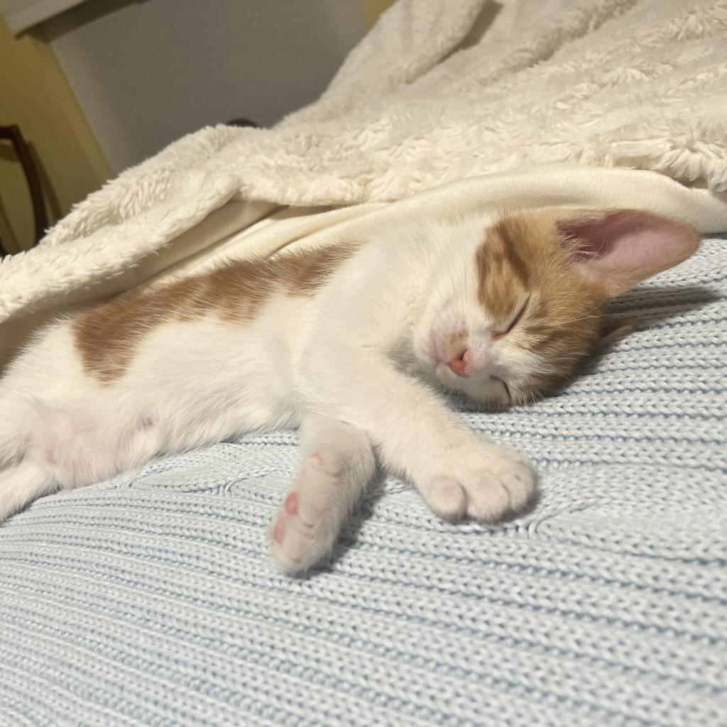 Enlarge Captain Butler, a Adoptable Domestic Short Hair in Ponte Vedra Beach, FL image 2/6