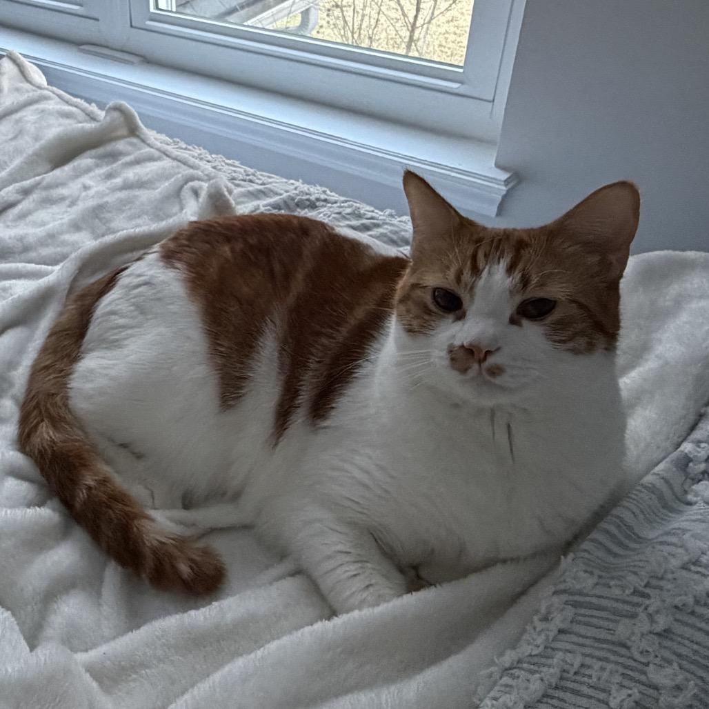 Enlarge Captain Butler, a Adoptable Domestic Short Hair in Ponte Vedra Beach, FL image 3/6