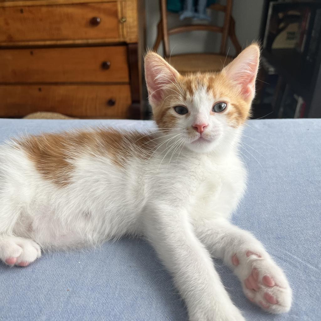 Enlarge Captain Butler, a Adoptable Domestic Short Hair in Ponte Vedra Beach, FL image 4/6