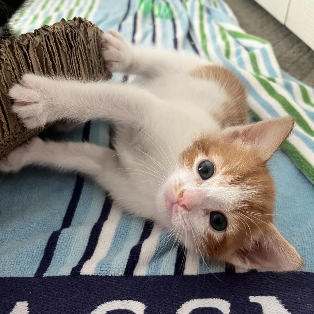 Enlarge Captain Butler, a Adoptable Domestic Short Hair in Ponte Vedra Beach, FL image 5/6