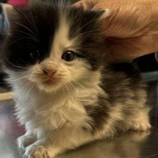 Enlarge Rudolph, an adopted American Bobtail in St. Marys, WV image 2/3