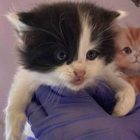 Enlarge Rudolph, an adopted American Bobtail in St. Marys, WV image 3/3
