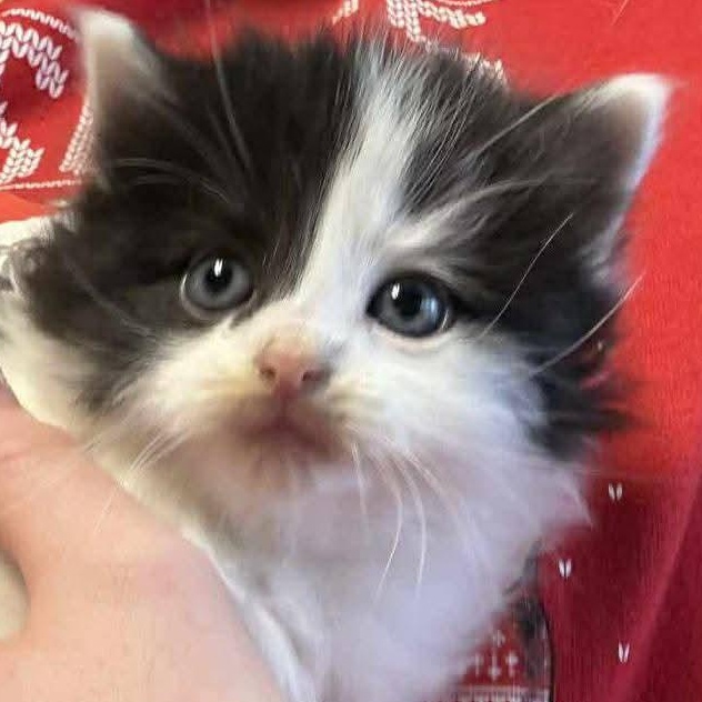 Enlarge Rudolph, an adopted American Bobtail in St. Marys, WV image 1/3