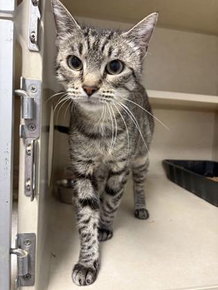 Hunny, Adoptable, Adult Female Domestic Short Hair & Domestic Short Hair.