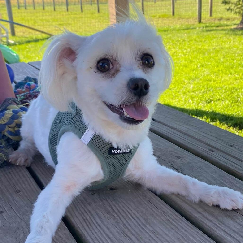 Enlarge Toto, a Adoptable Maltese in Quakertown, PA image 1/3