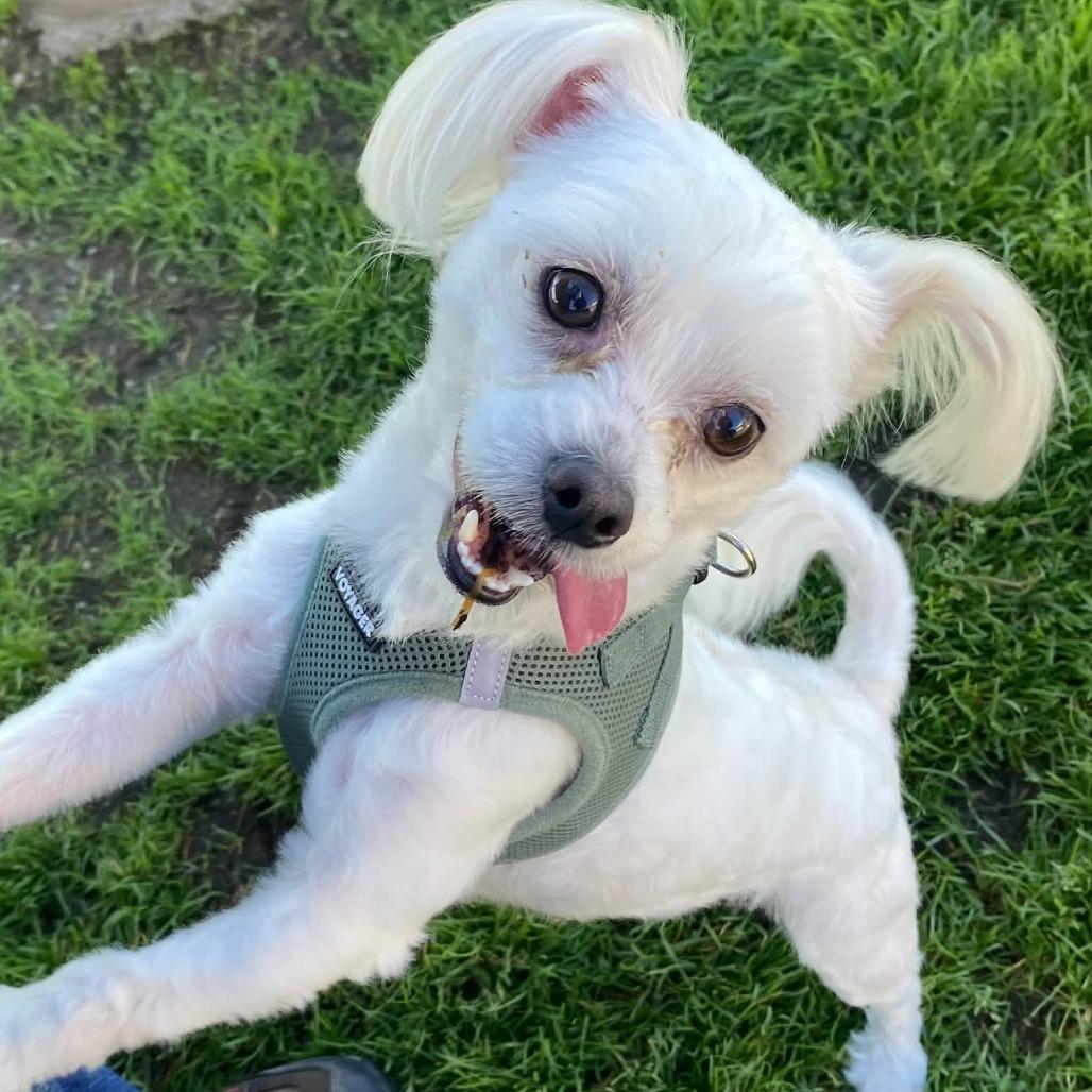 Enlarge Toto, a Adoptable Maltese in Quakertown, PA image 2/3