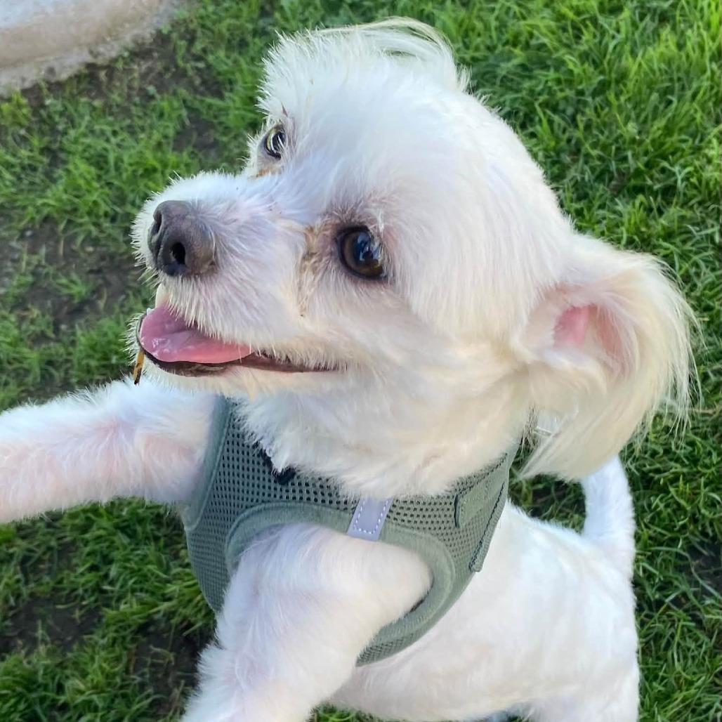 Enlarge Toto, a Adoptable Maltese in Quakertown, PA image 3/3