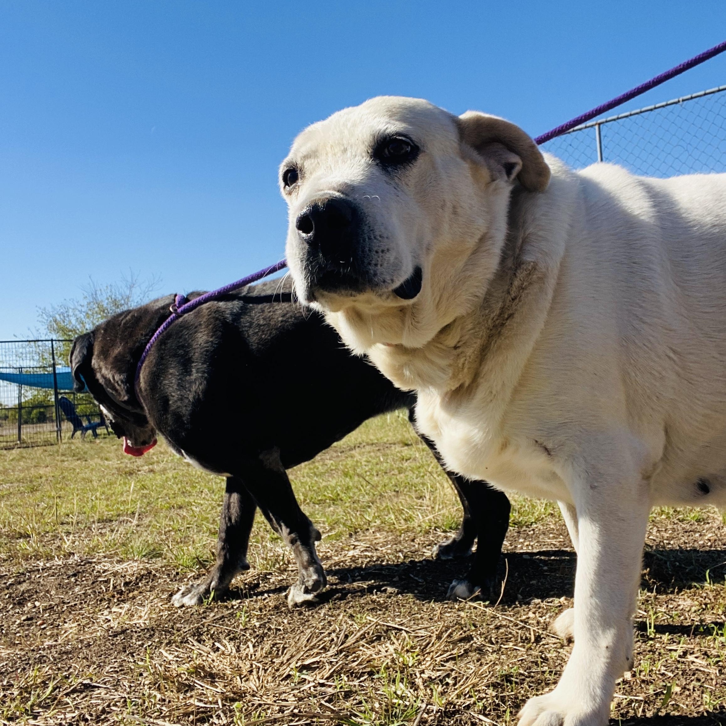 *Kelly & Kenny (Bonded Pair)