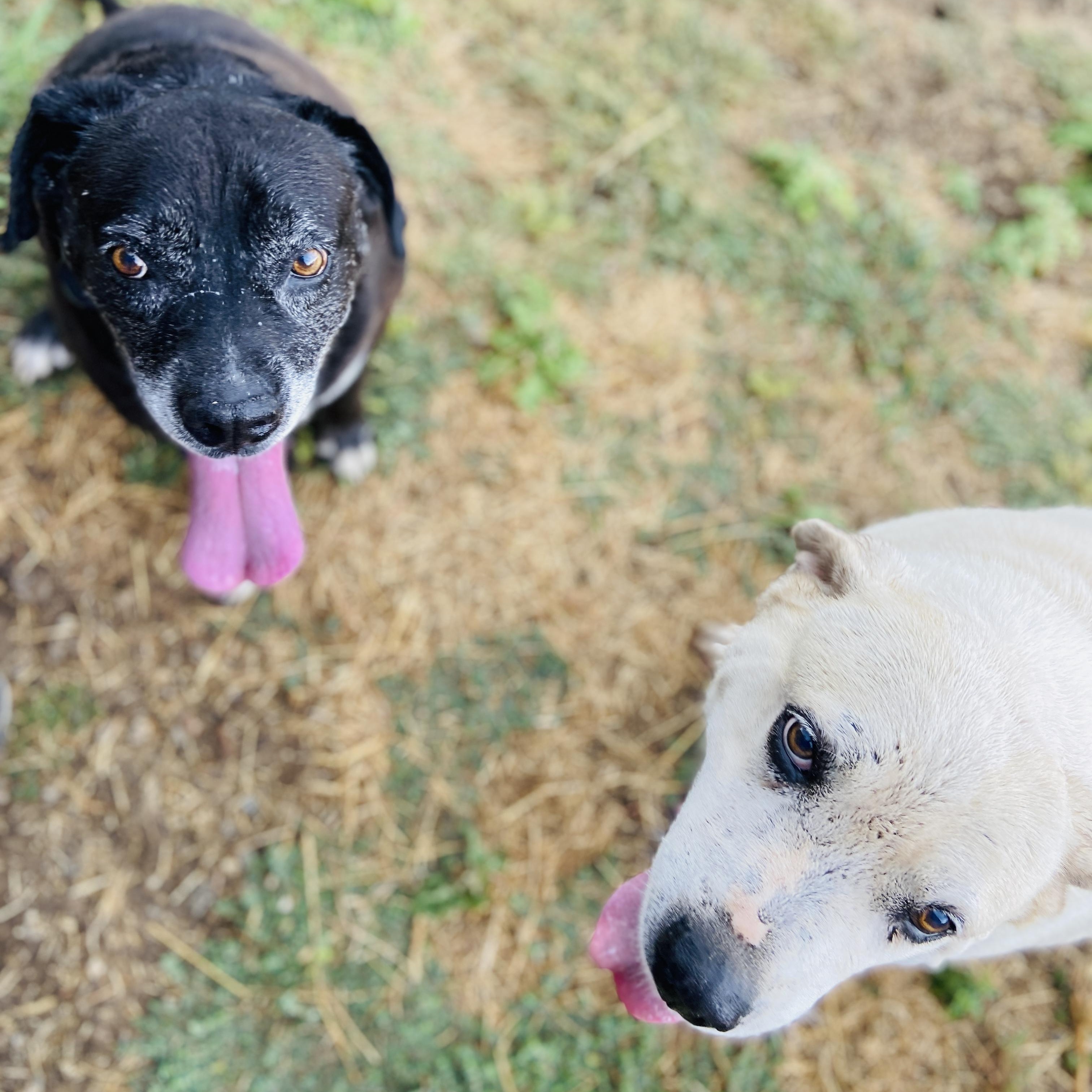 *Kelly & Kenny (Bonded Pair)