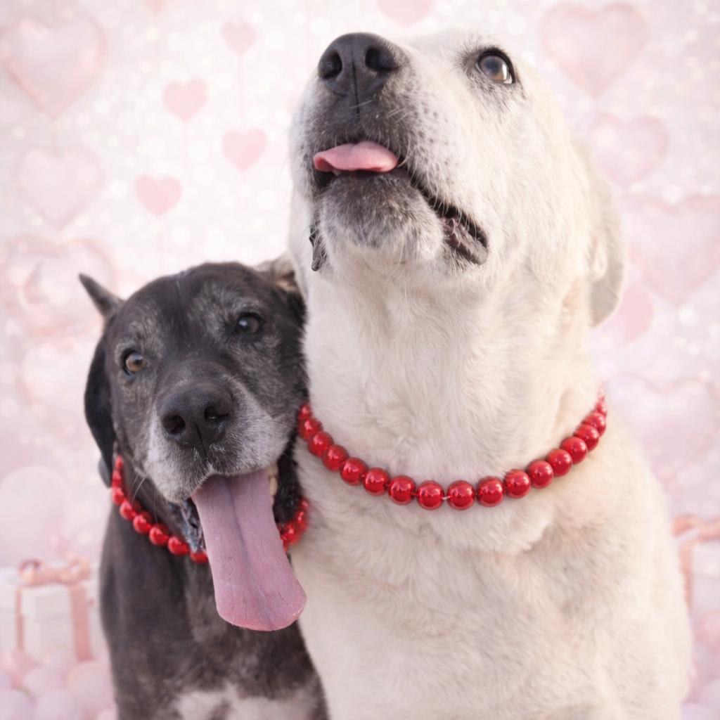 *Kelly & Kenny (Bonded Pair) — thumbnail 2