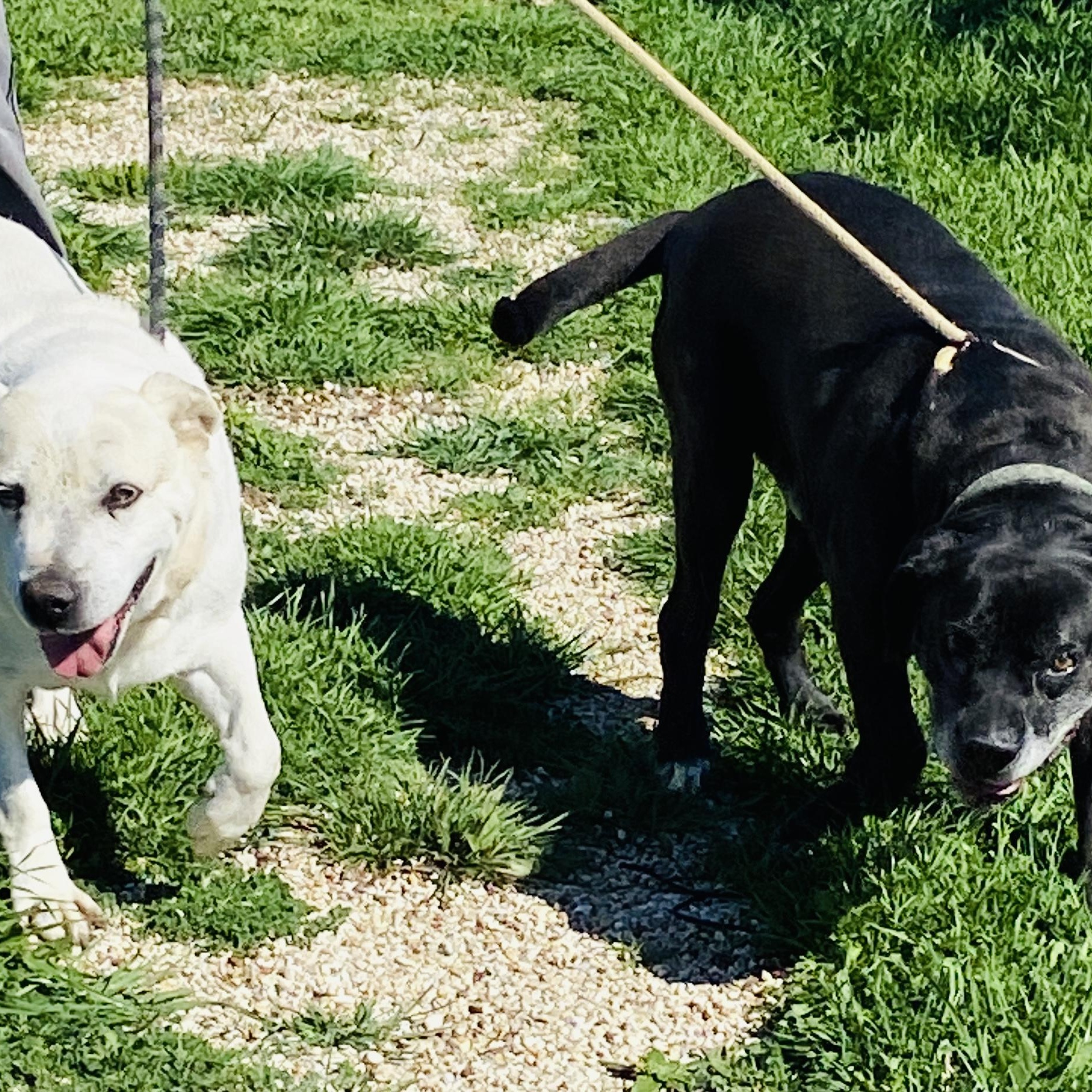 Kelly & Kenny (Bonded Pair), Senior Female unknown