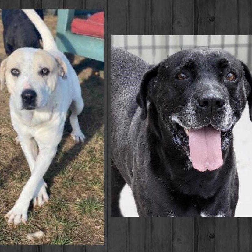 *Kelly & Kenny (Bonded Pair)