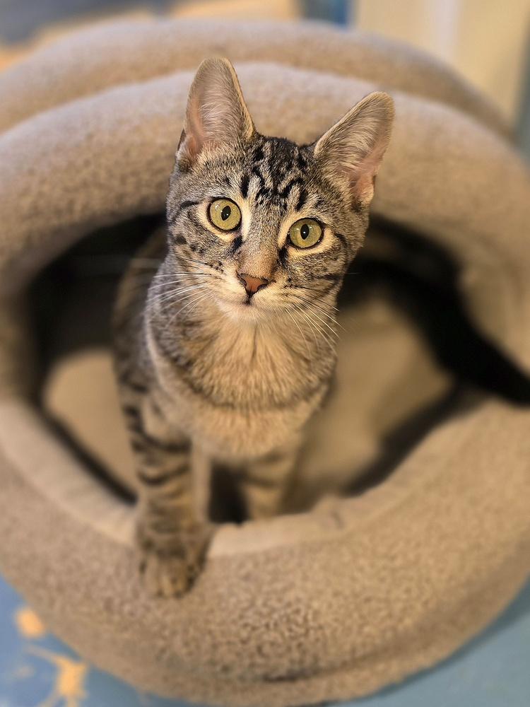 Enlarge Peppermint Patty, a Adoptable mixed breed in Vancouver, WA image 1/2