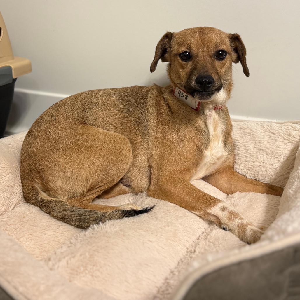 938 (2025) Mama Zora, Adoptable, Adult Female Terrier.