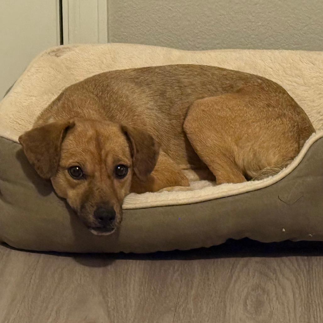 Enlarge 938 (2025) Mama Zora, a Adoptable mixed breed in Parker, CO image 2/6