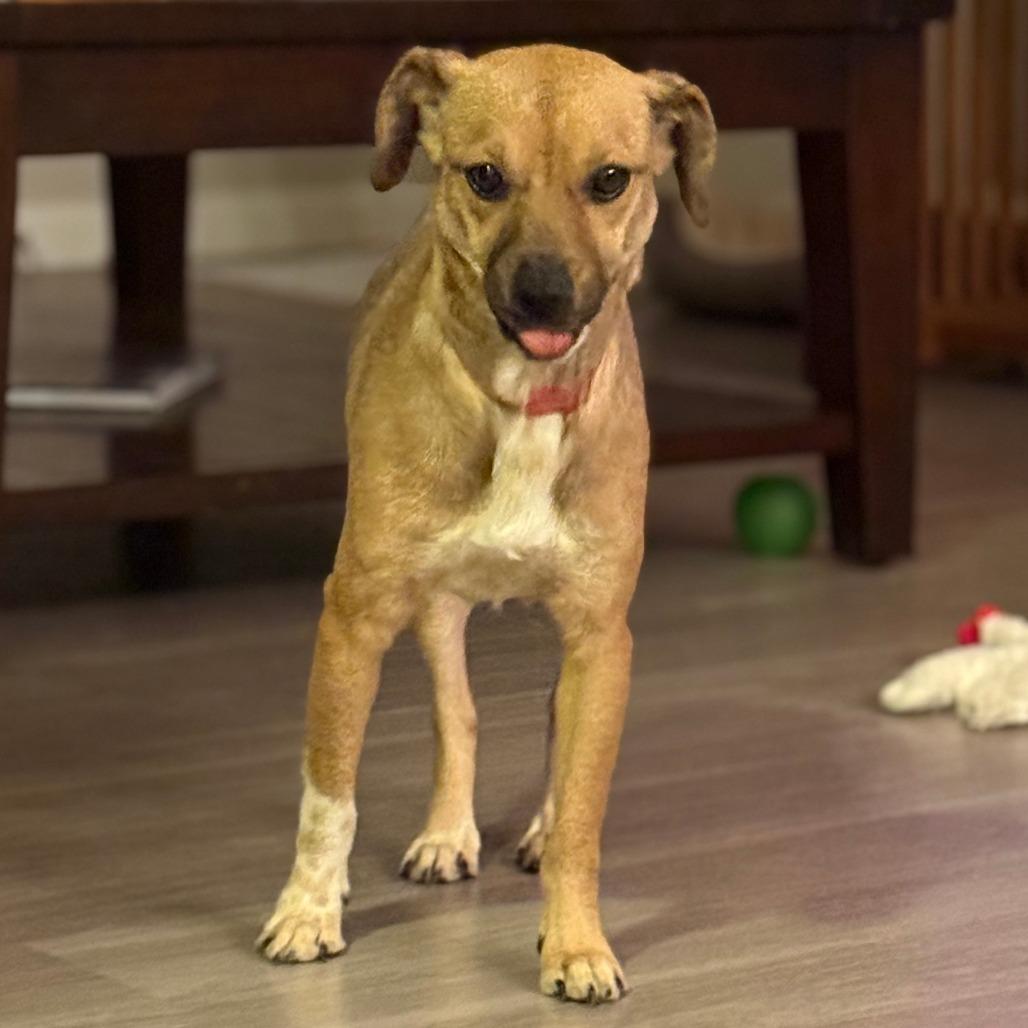 Enlarge 938 (2025) Mama Zora, a Adoptable mixed breed in Parker, CO image 3/6