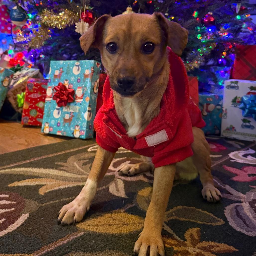 Enlarge 938 (2025) Mama Zora, a Adoptable mixed breed in Parker, CO image 4/6