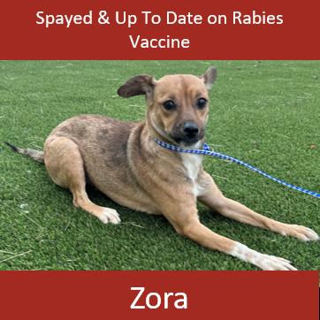 Enlarge 938 (2025) Mama Zora, a Adoptable mixed breed in Parker, CO image 5/6