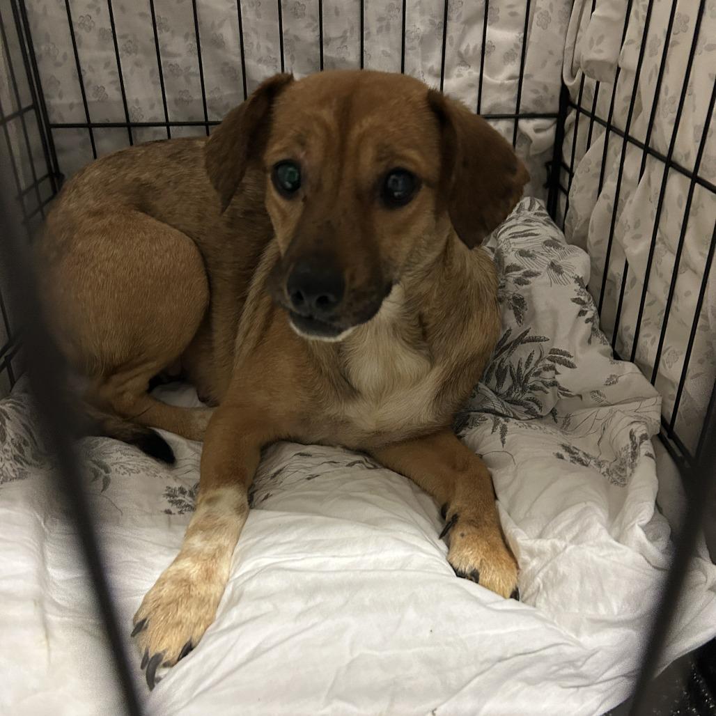 Enlarge 938 (2025) Mama Zora, a Adoptable mixed breed in Parker, CO image 6/6