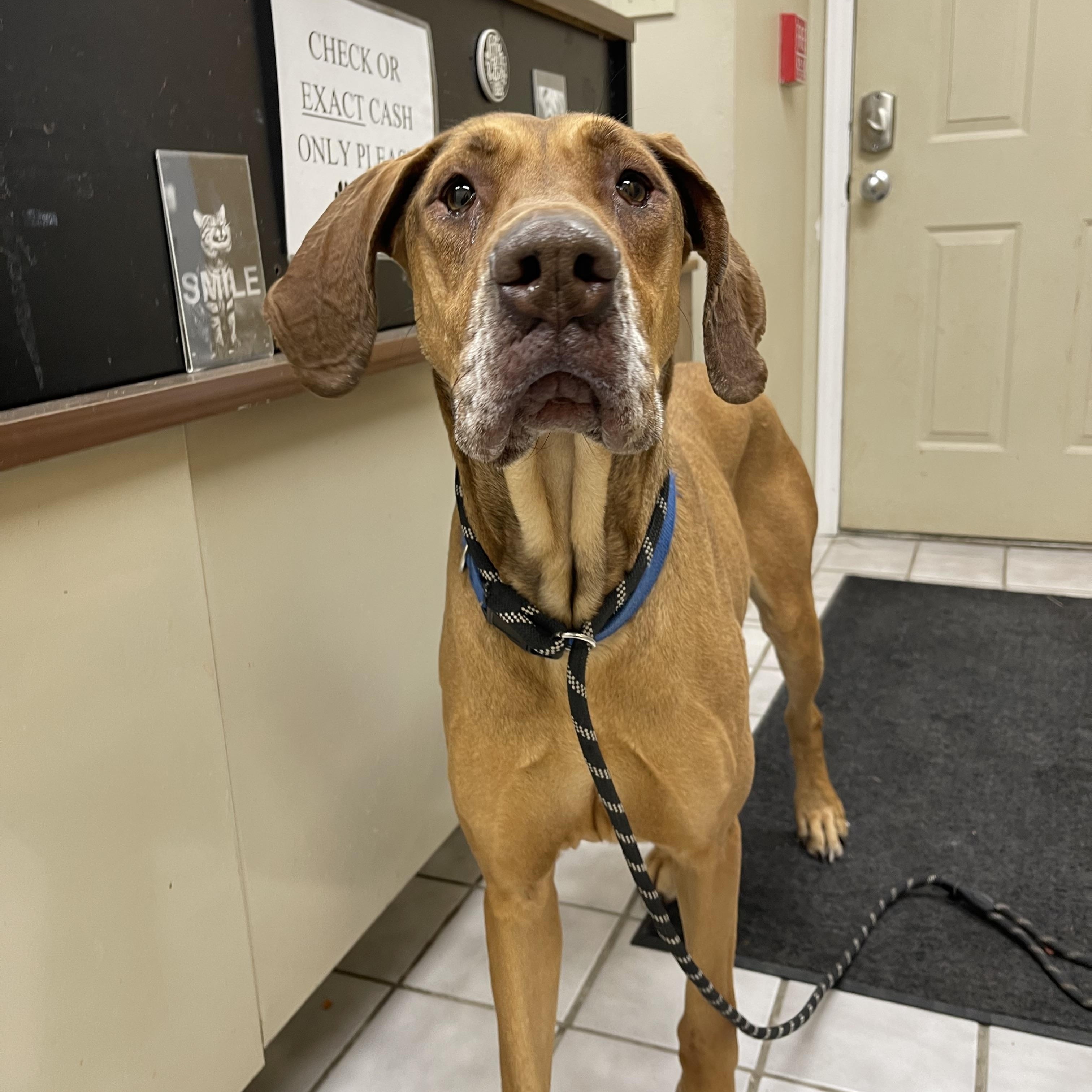 Maxxie, ADOPTABLE, Adult Female Great Dane.