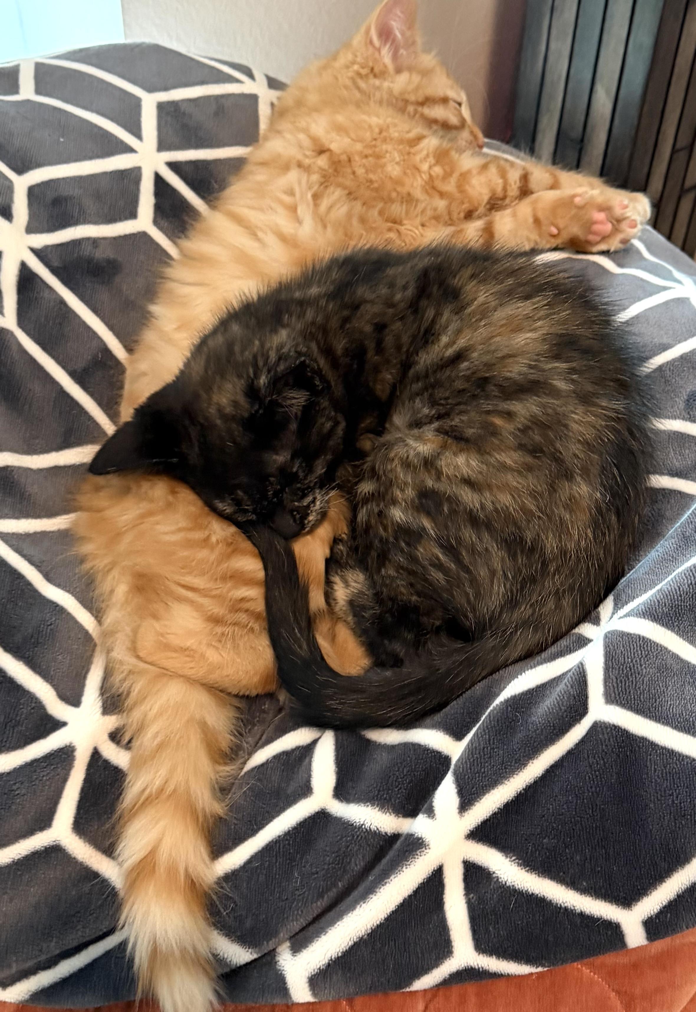 Enlarge Babiana (Bonded with Crocosmia), an adopted Domestic Short Hair in Redmond, WA image 3/3