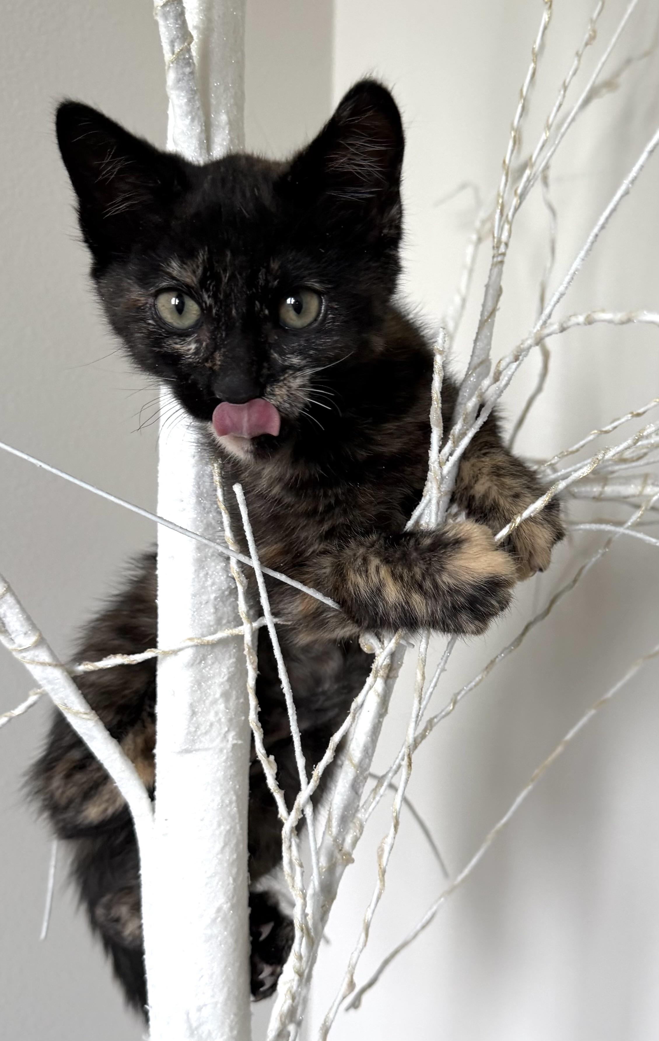 Babiana (Bonded with Crocosmia), adopted, Kitten Female Domestic Short Hair.