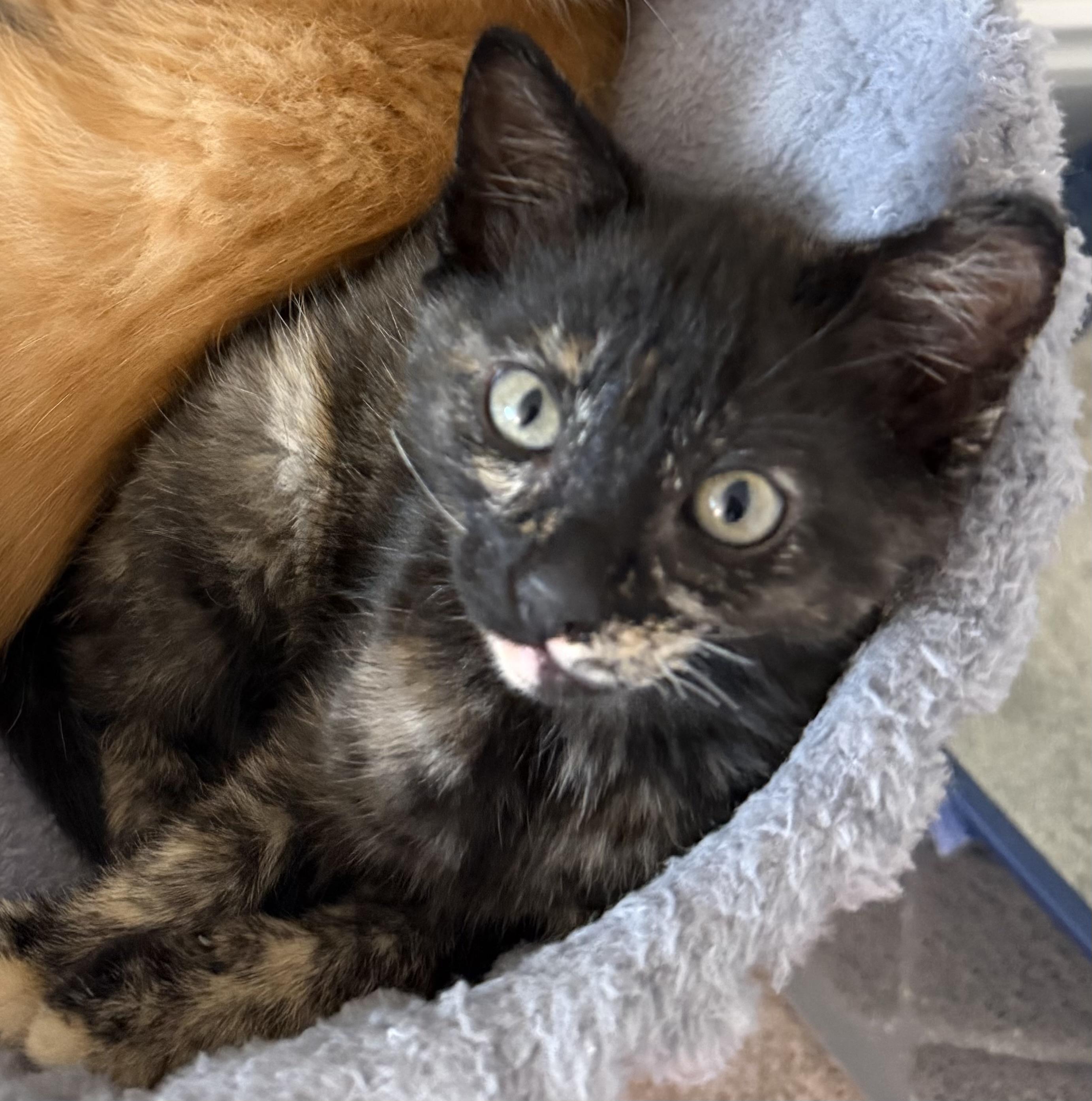 Enlarge Babiana (Bonded with Crocosmia), an adopted Domestic Short Hair in Redmond, WA image 2/3