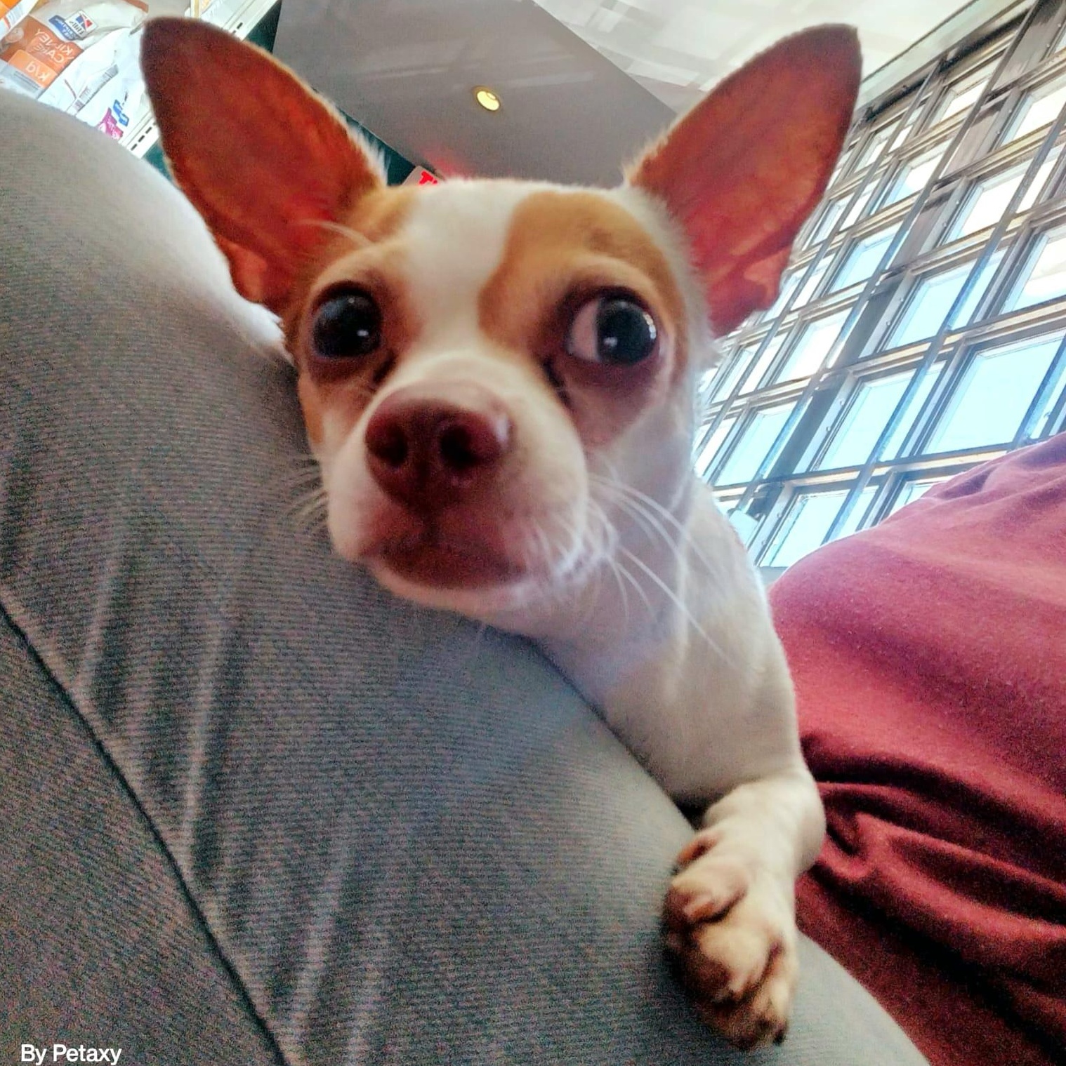 Cinnamon Bun "loyal & thumbnail 2