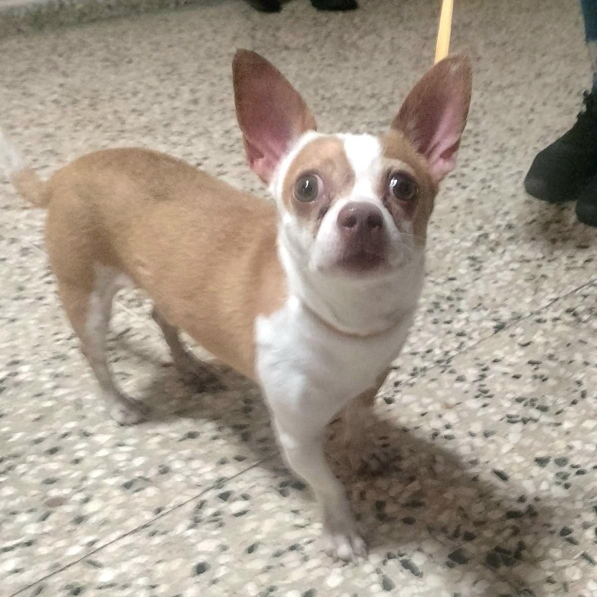 Cinnamon Bun "loyal &