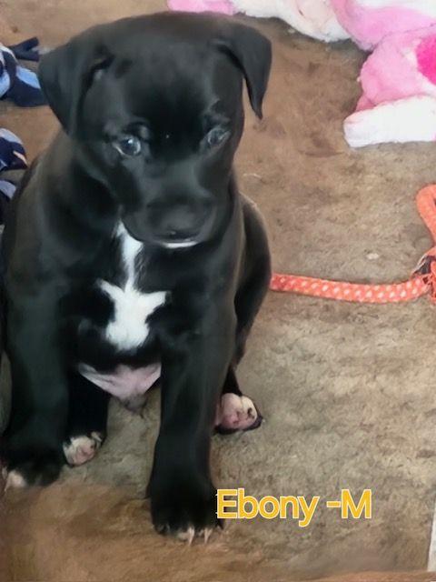 Ebony photo