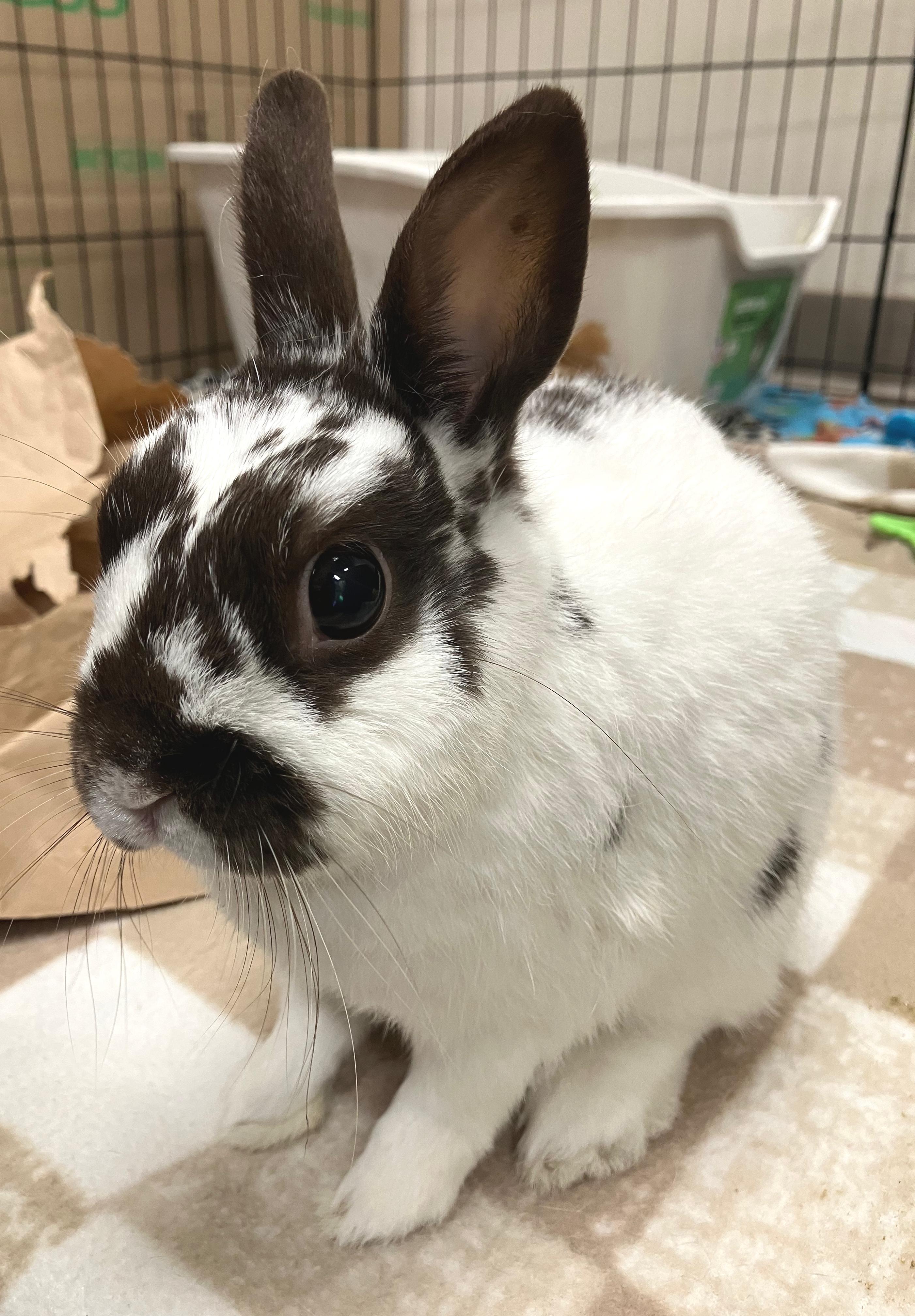 Enlarge Bexley, an adopted Netherland Dwarf in Oshkosh, WI image 2/4