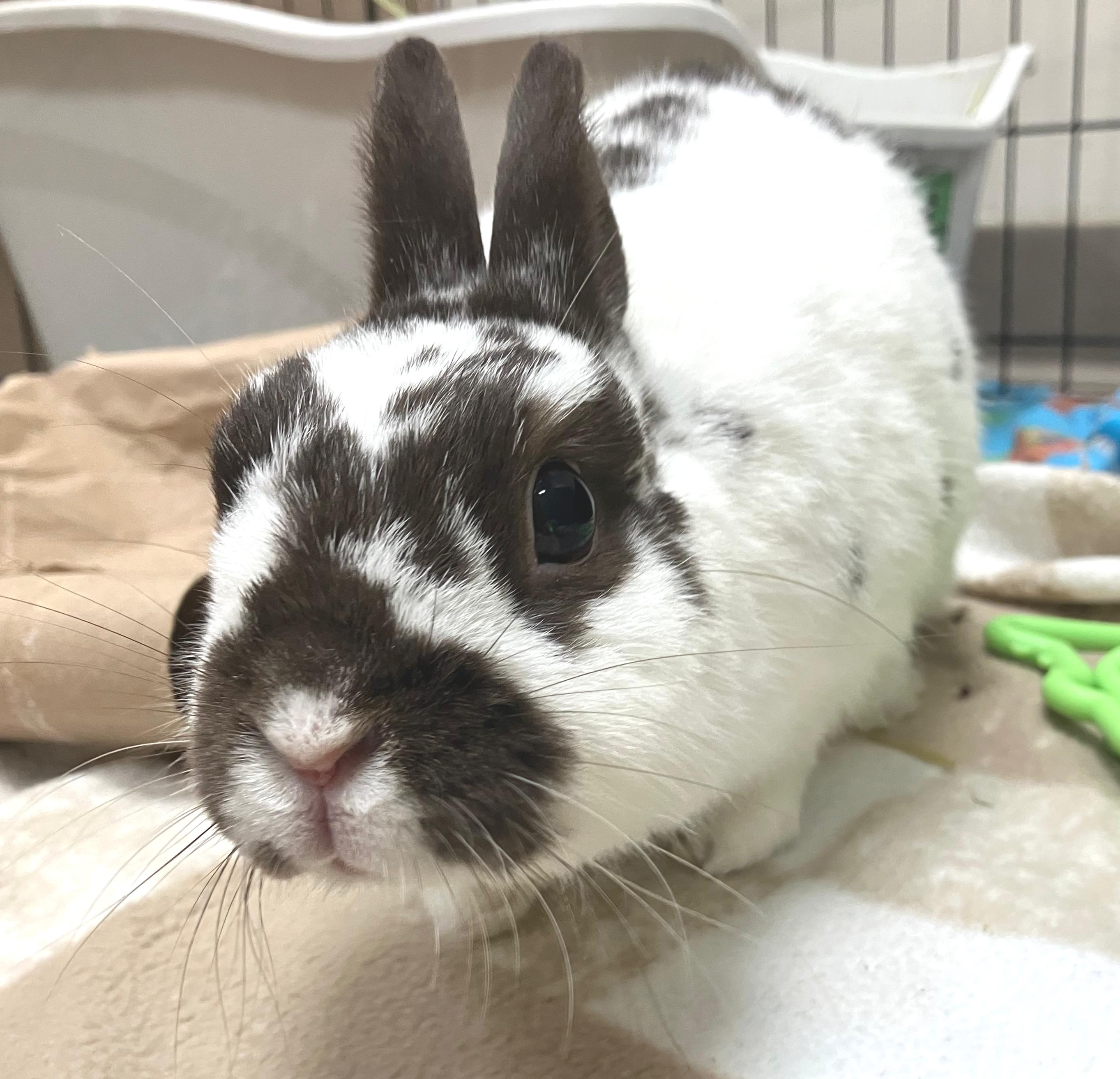 Bexley, adopted, Adult Male Netherland Dwarf.