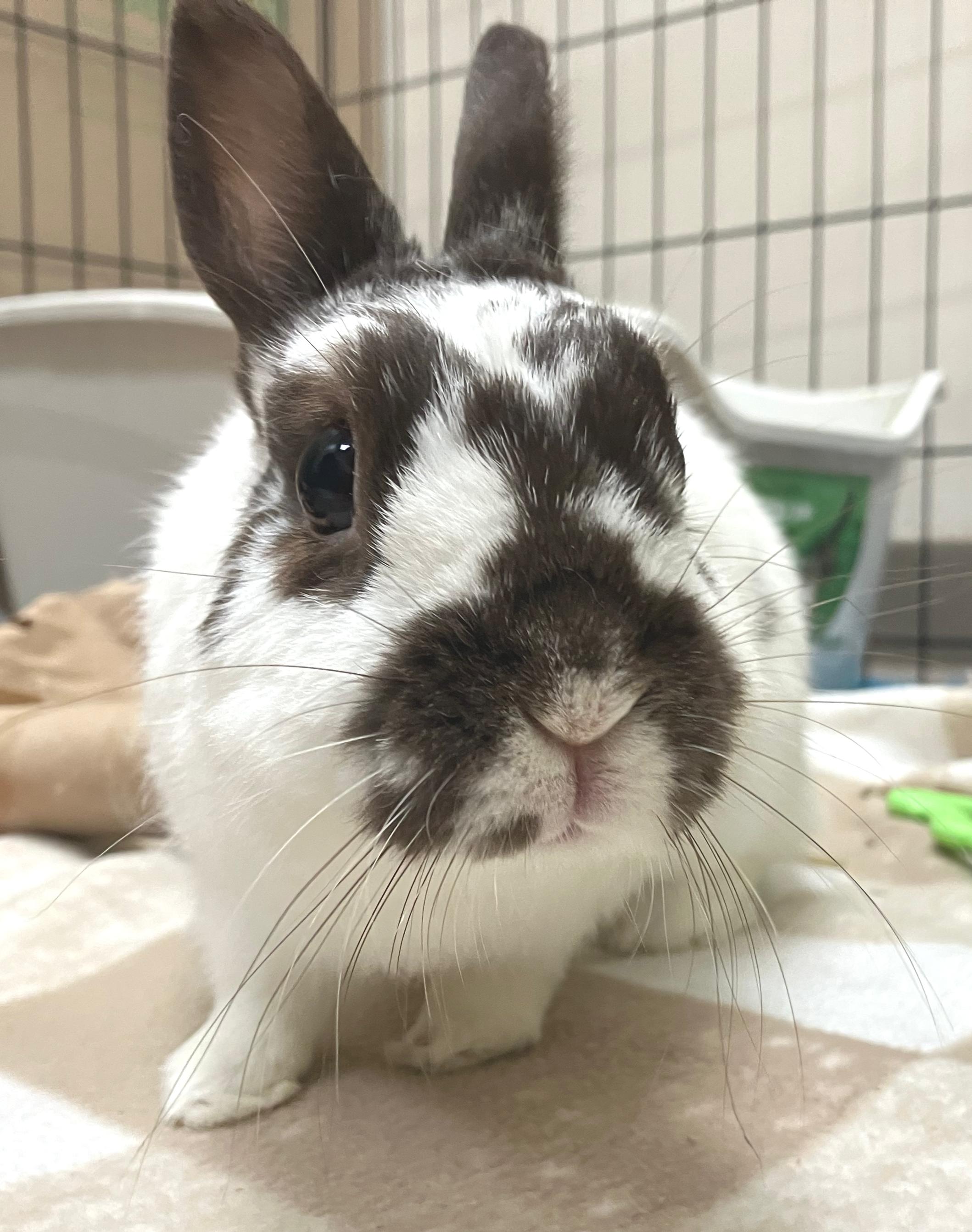 Enlarge Bexley, an adopted Netherland Dwarf in Oshkosh, WI image 4/4